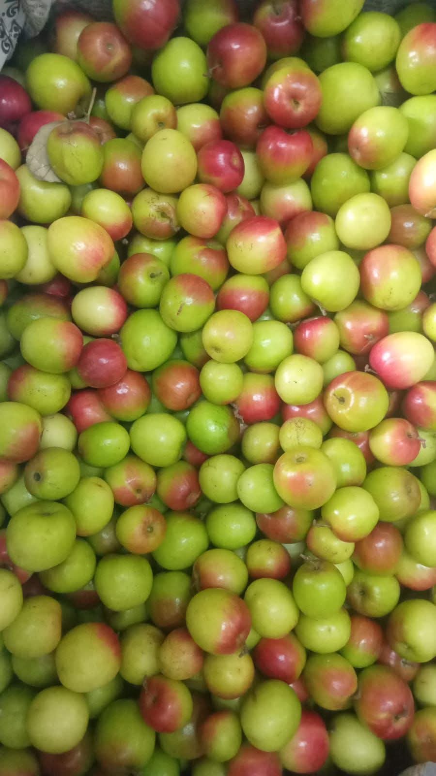 Indian Jujube
