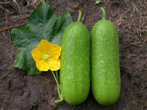 Ash Gourd
