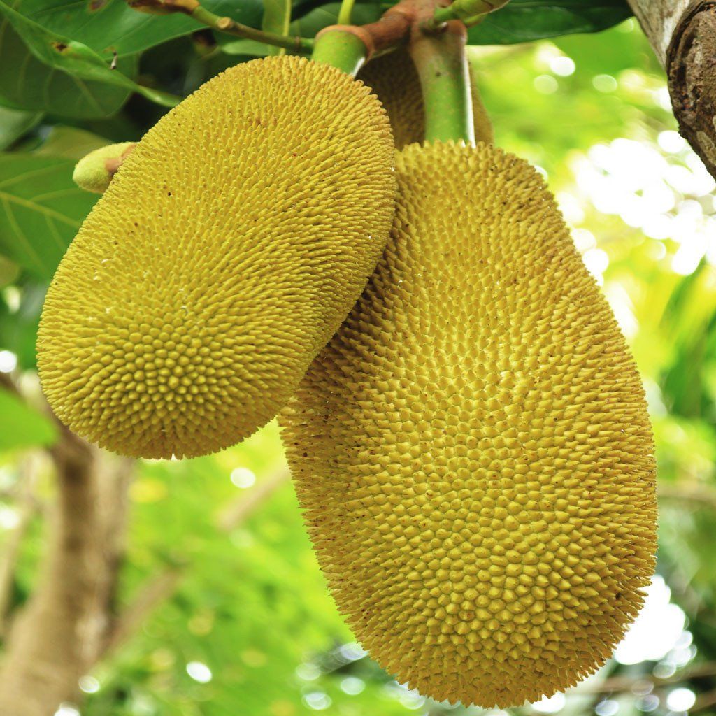 Jackfruit