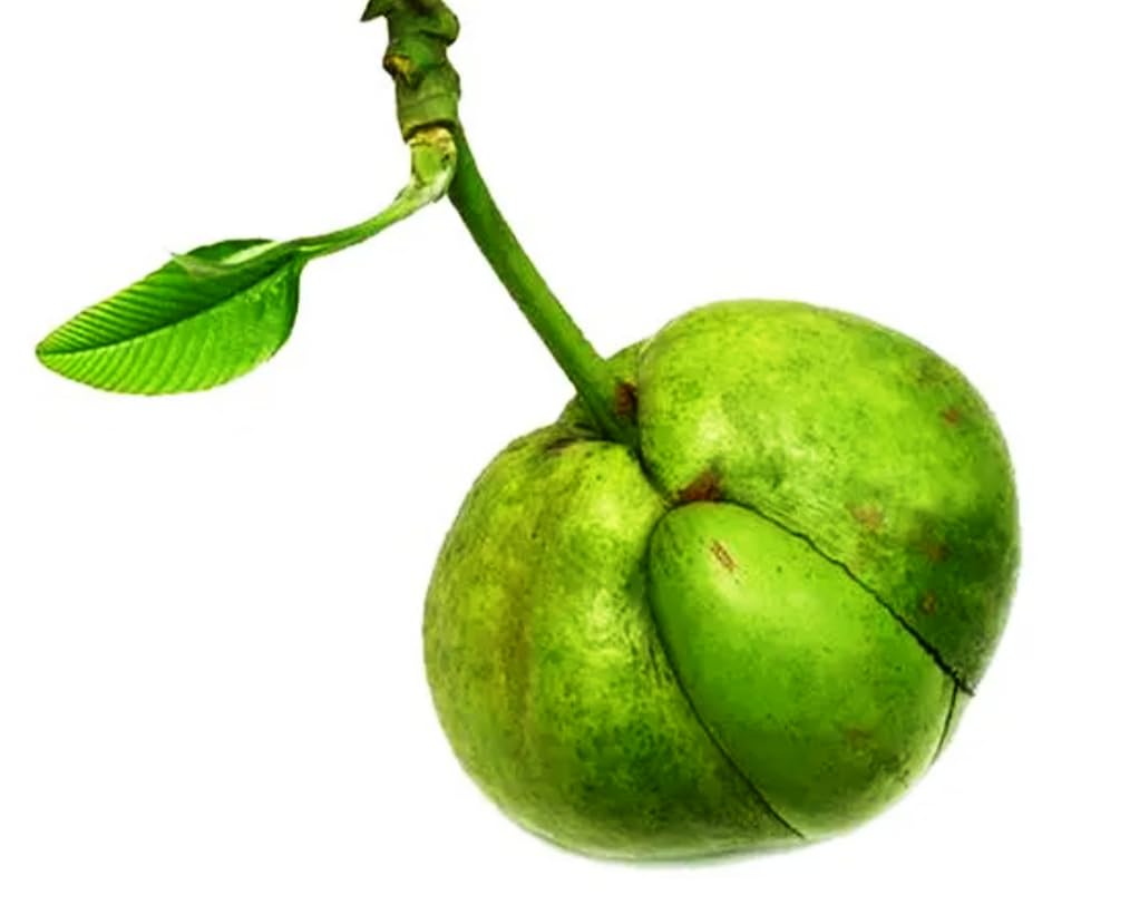 Elephant Apple