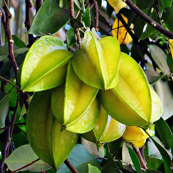 Carambola
